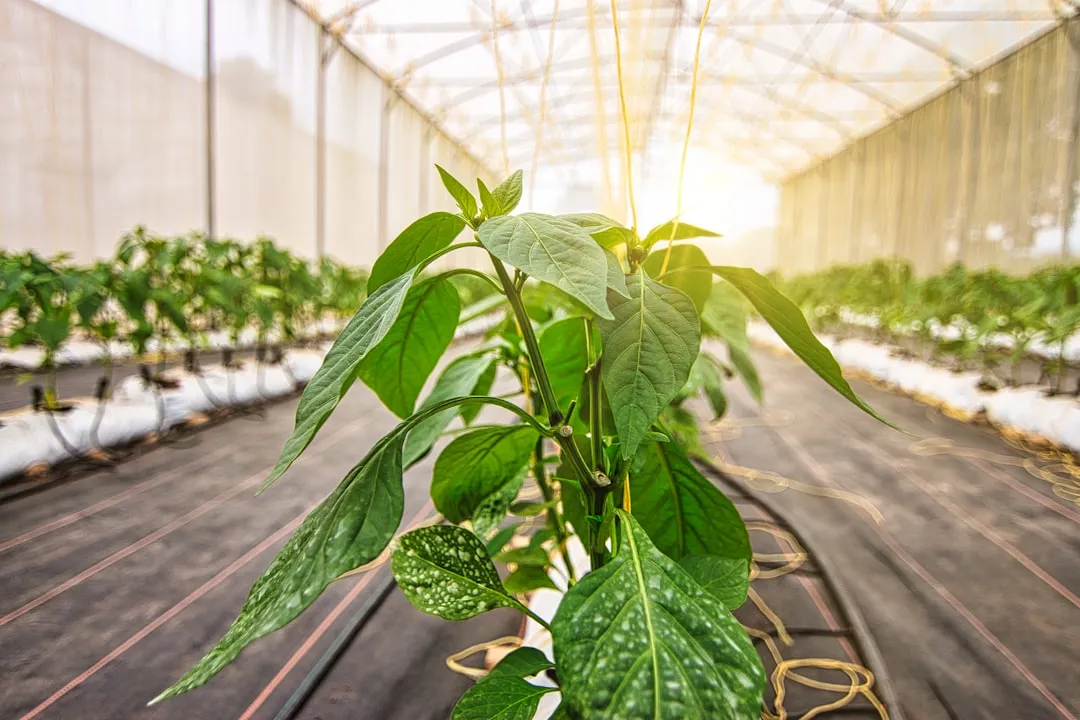变频器与软启动器在广西制造企业电机控制中的选型要点解析