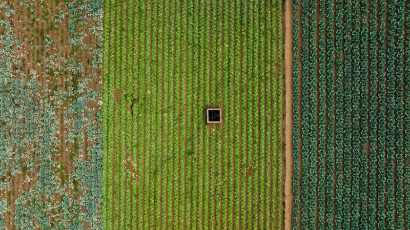 变频器与软启动器在电机启动中的技术差异及适用工况解析